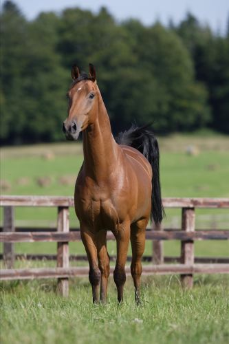 Irisches Vollblut 6.JPG